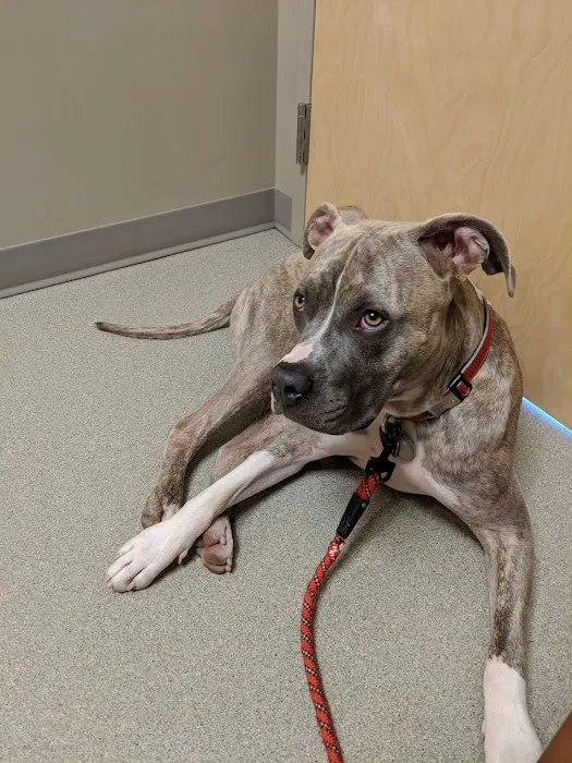 Littleton Paws Animal Hospital 12