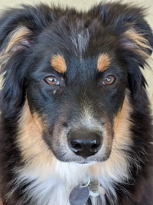 Littleton Paws Animal Hospital 12
