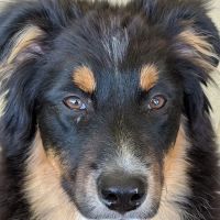 Littleton Paws Animal Hospital ico