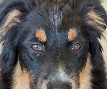 Littleton Paws Animal Hospital