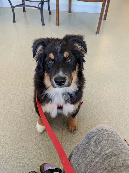 Littleton Paws Animal Hospital 12