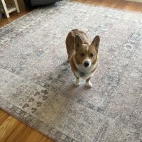 Banfield Pet Hospital ico