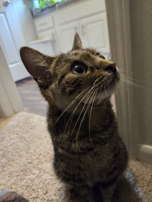 Neighborhood Pet Clinic 8
