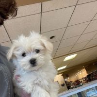 Broadview Animal Clinic ico