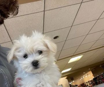 Broadview Animal Clinic