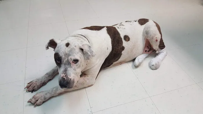 Broadview Animal Clinic 3