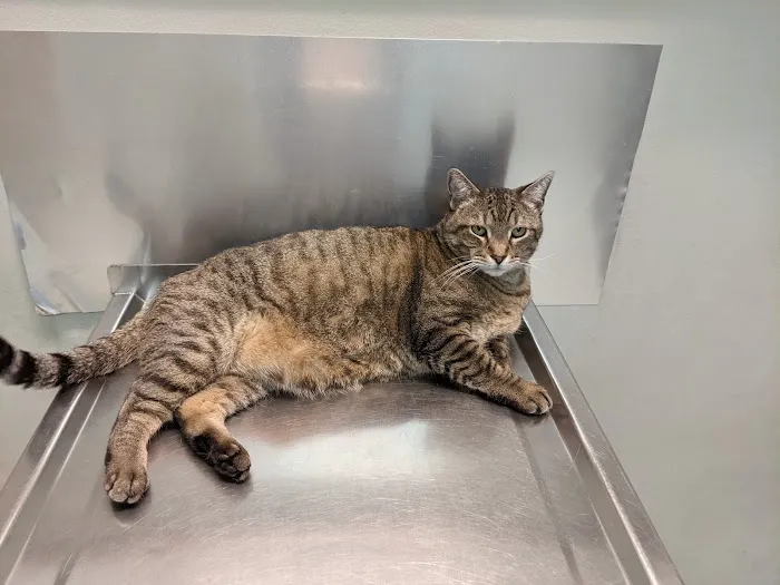 Broadview Animal Clinic 4