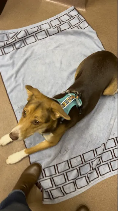 VCA Central Park Animal Hospital 5
