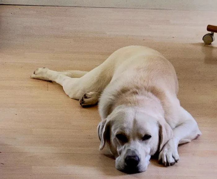 VCA Central Park Animal Hospital 3