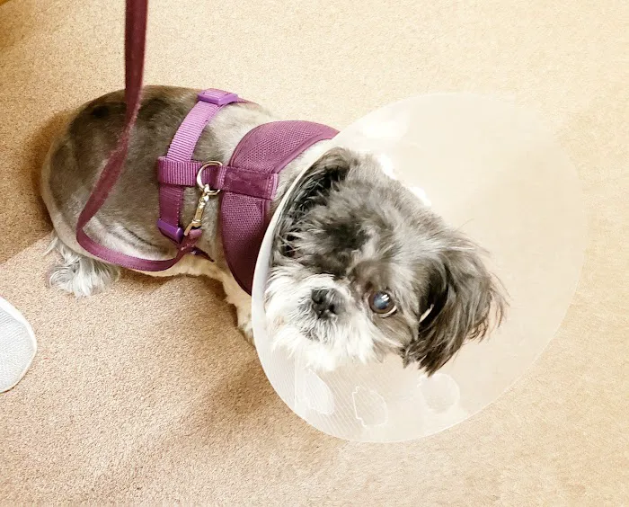 VCA Central Park Animal Hospital 6