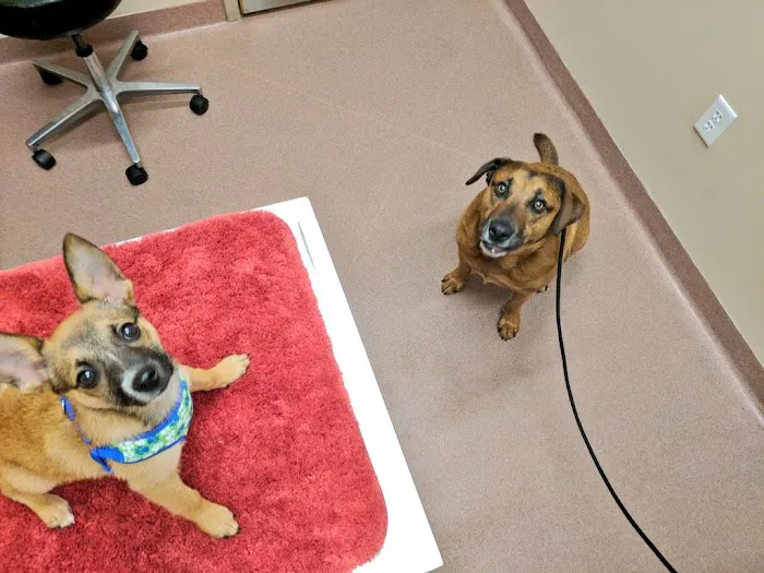VCA Central Park Animal Hospital 9