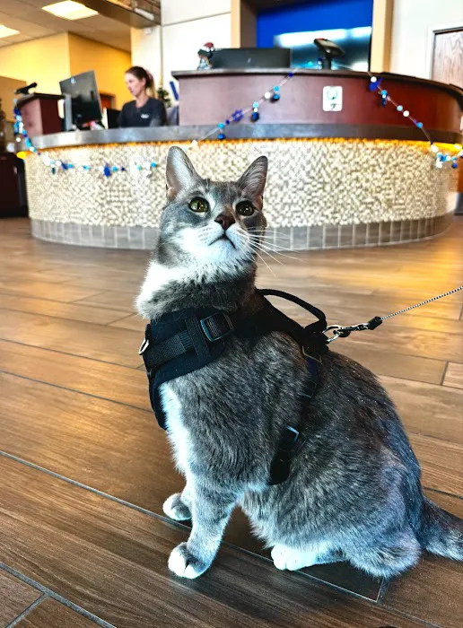 VCA Central Park Animal Hospital 7