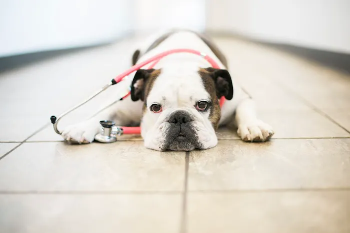 Seven Hills Veterinary Hospital 12