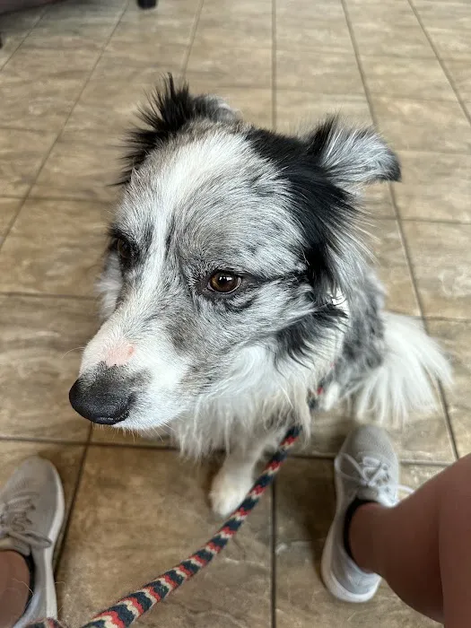 Seven Hills Veterinary Hospital 12