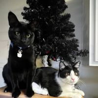 Montclair Animal Clinic ico