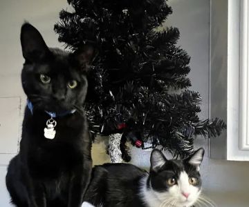 Montclair Animal Clinic