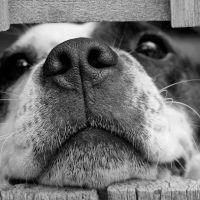 Rising Sun Animal Care ico