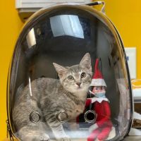 Park Hill Veterinary Medical Center ico