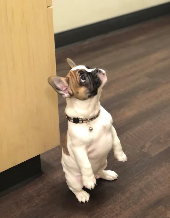 Park Hill Veterinary Medical Center 12