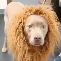 Rocky Mountain Veterinary Rehabilitation ico