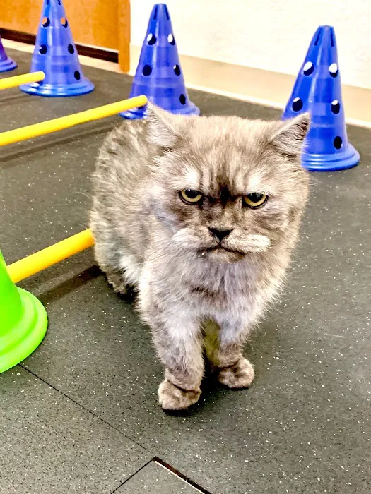 Rocky Mountain Veterinary Rehabilitation 9