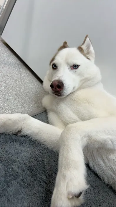 Berkeley Animal Hospital 12