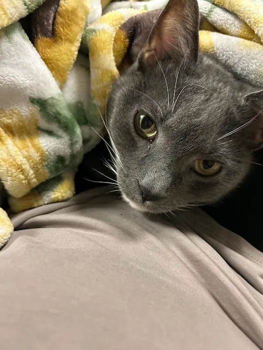 Berkeley Animal Hospital 12