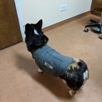 Eye Clinic Veterinary ico