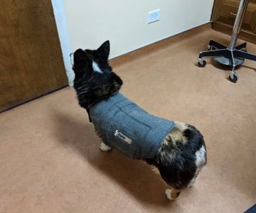 Eye Clinic Veterinary