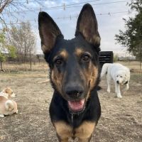 Animal Health Care Denver ico