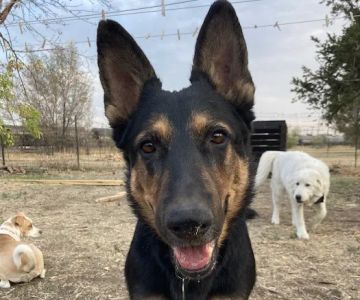 Animal Health Care Denver