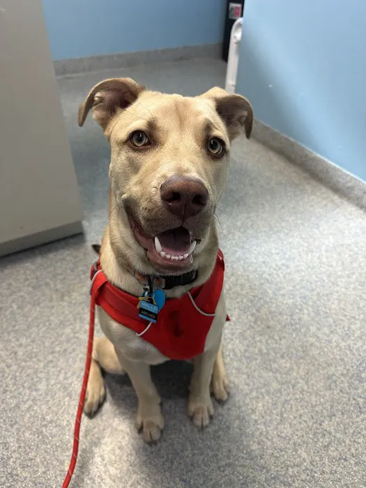 Animal Health Care Denver 4