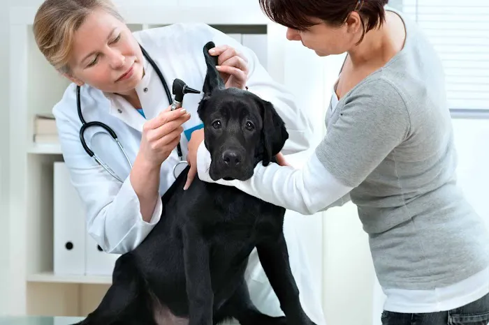 MaxFund Veterinary Clinic 2