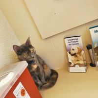 MaxFund Veterinary Clinic ico