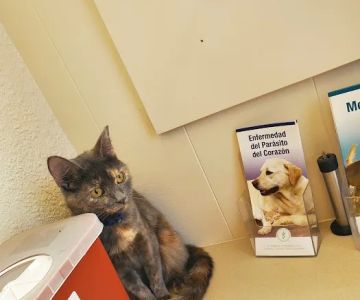 MaxFund Veterinary Clinic