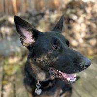 North Denver Animal Clinic ico