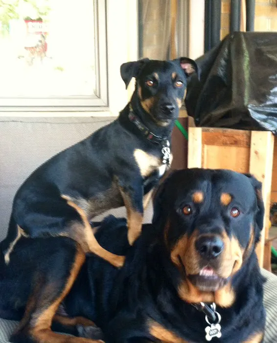 North Denver Animal Clinic 3