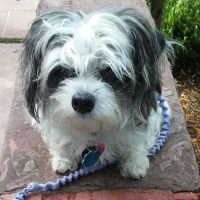 Peace, Love & Paws ico