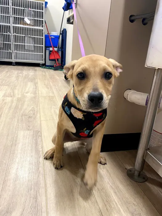 Golden Paws Animal Hospital 1