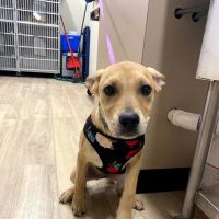 Golden Paws Animal Hospital ico