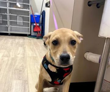 Golden Paws Animal Hospital