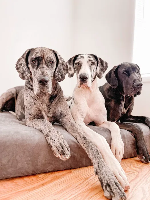 Golden Paws Animal Hospital 4