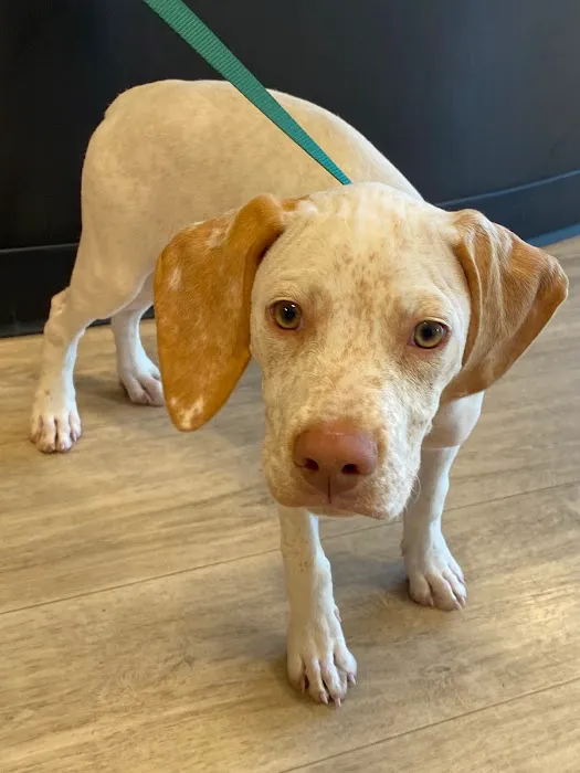 Golden Paws Animal Hospital 5