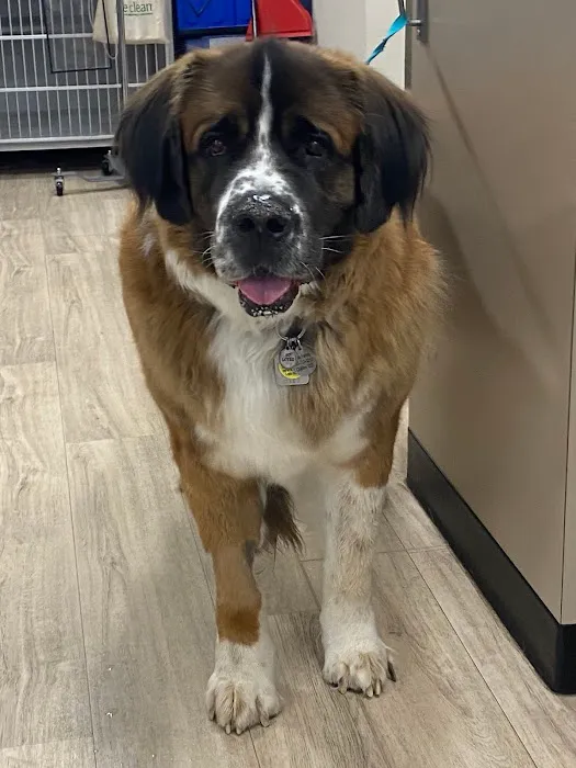 Golden Paws Animal Hospital 6
