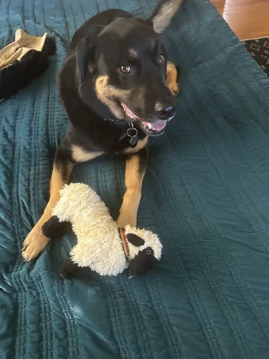 Green Mountain Animal Hospital 1