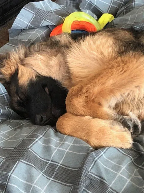 Green Mountain Animal Hospital 10