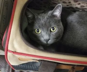 Highlands Ranch Animal Clinic