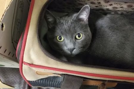 Highlands Ranch Animal Clinic