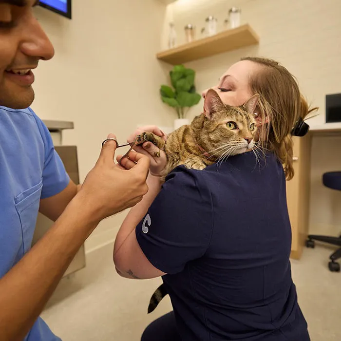 Chewy Vet Care Highlands Ranch 12