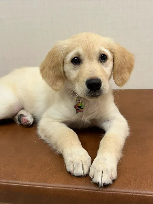 Chewy Vet Care Highlands Ranch 12